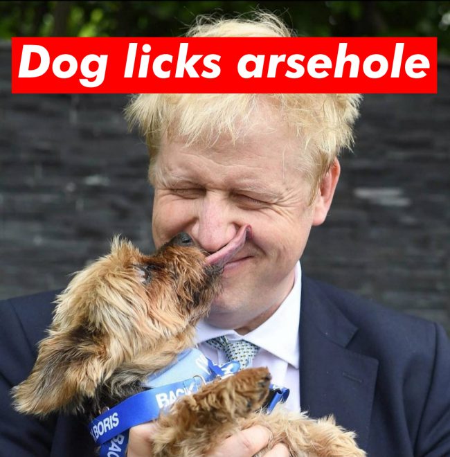 dog licks arsehole